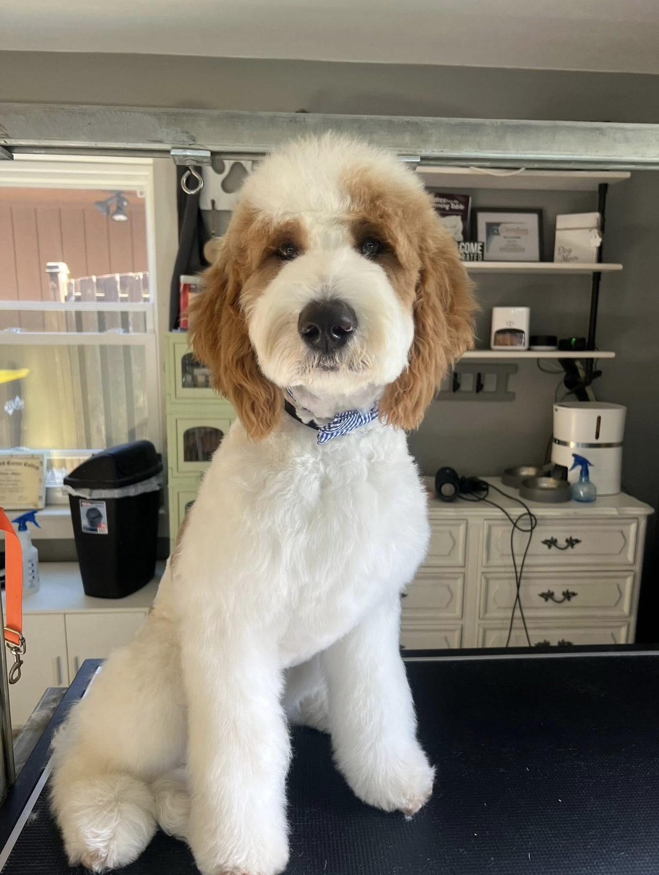 Beautiful Golden Doodle - perfect family companion