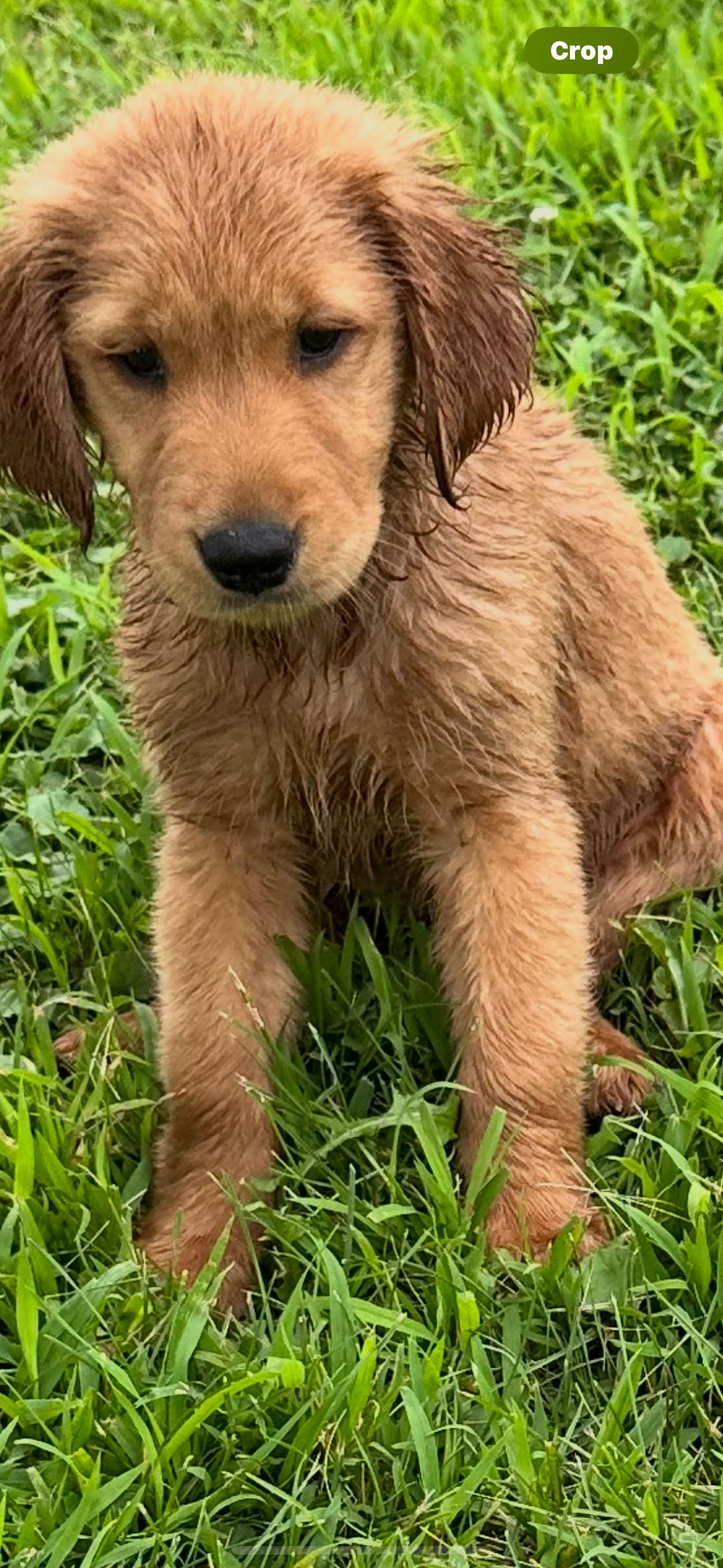 Golden Retriever puppy