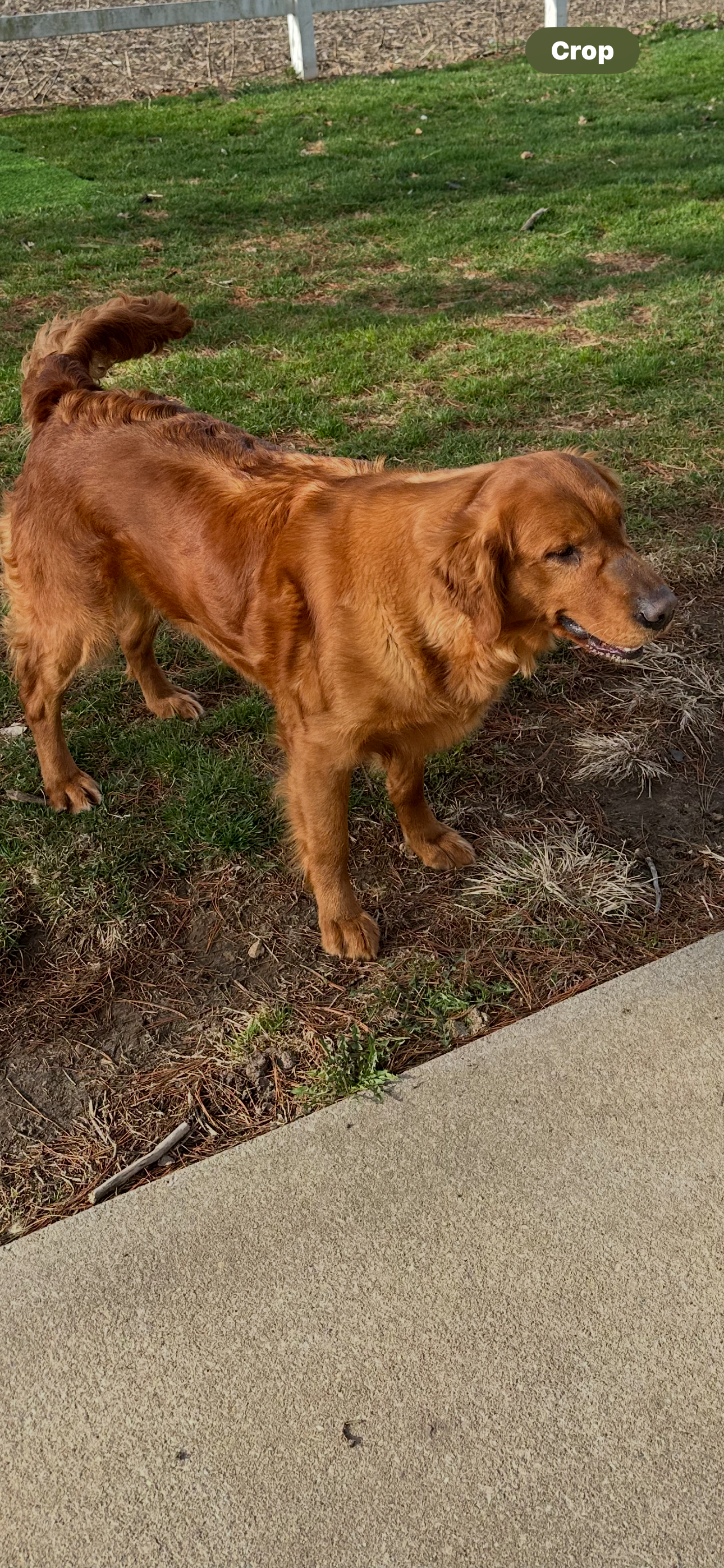 Red - Golden Retriever mother