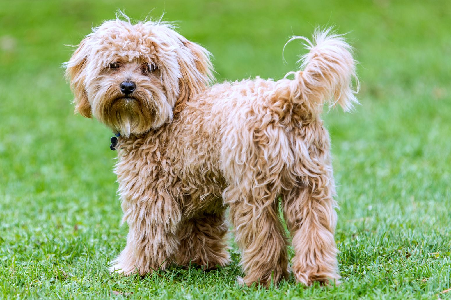 Sweet Cavapoo - gentle therapy companion