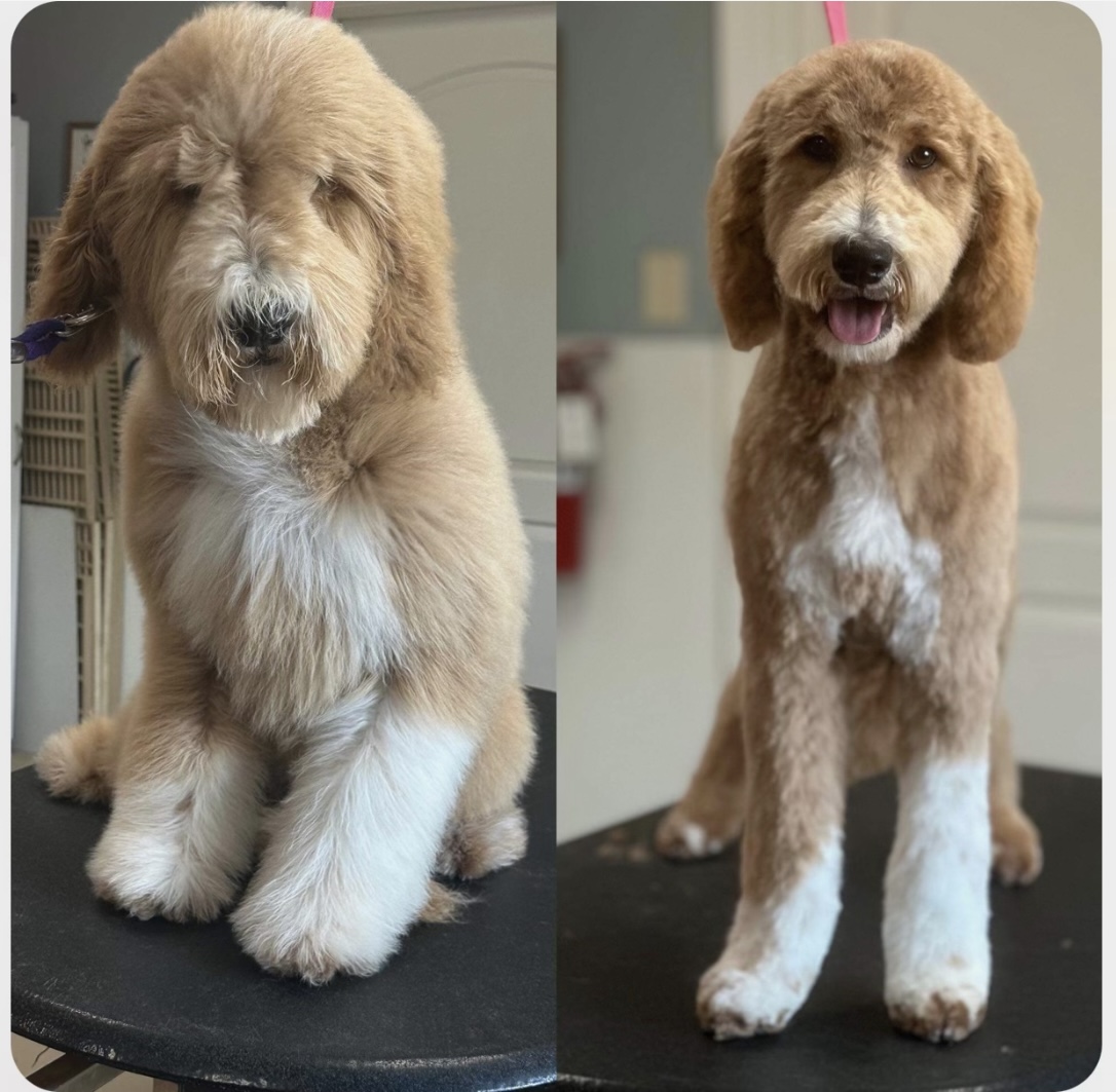Expert dog grooming - happy customer